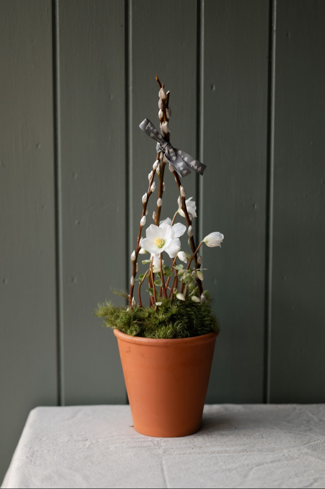 Christmas Hellebore Planter