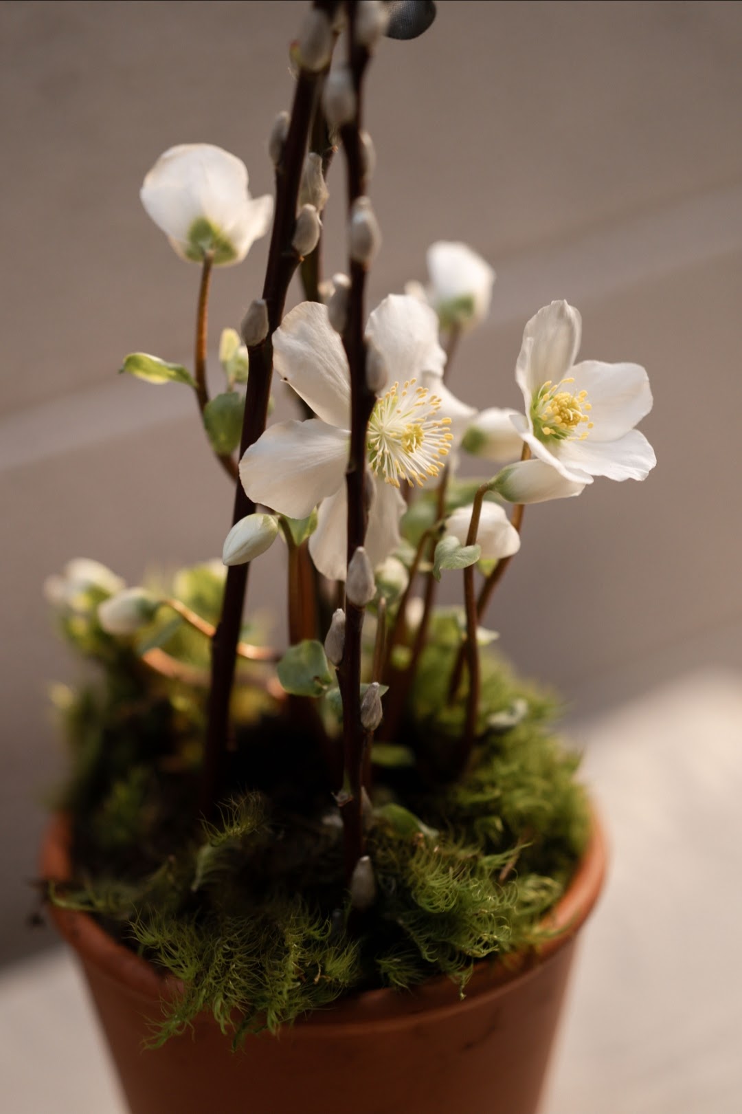 Christmas Hellebore Planter